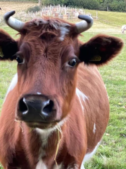 Arniss Farmhouse Fordingbridge Bagian luar foto