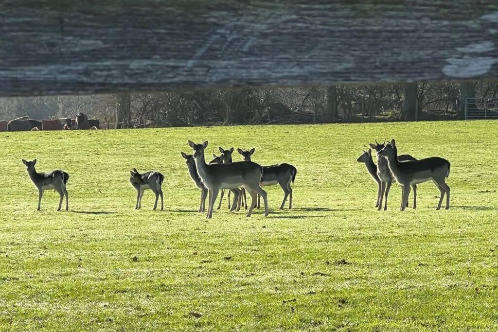 Arniss Farmhouse Fordingbridge Bagian luar foto